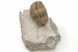 Rare, Partially Enrolled Dysplanus Trilobite - Russia #200469-1